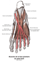 Pied (anatomie humaine) — Wikipédia