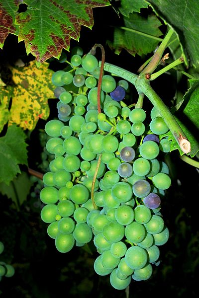 File:My mother's grapes.JPG