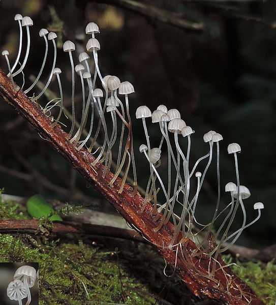 File:Mycena albidocapillaris Grgur. & T.W. May 1057913.jpg