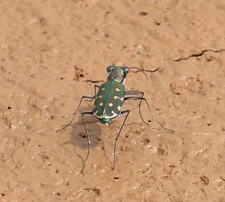 <i>Myriochila distinguenda</i> Species of beetle