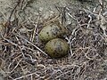 Black-fronted tern eggs.