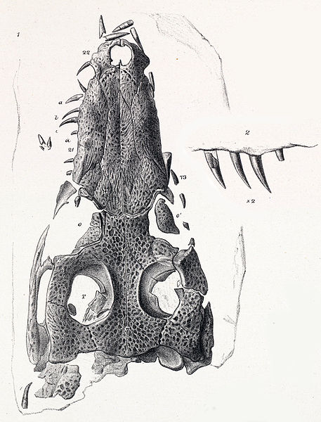 File:Nannosuchus.jpg