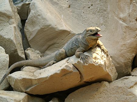 Nashornleguan Bern