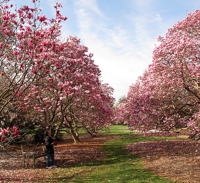 File:National Arboretum in April (23573461285).jpg