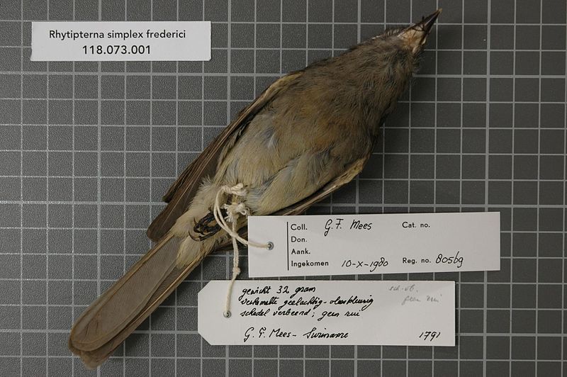 File:Naturalis Biodiversity Center - RMNH.AVES.80569 2 - Rhytipterna simplex frederici (Bangs and Penard, 1918) - Tyrannidae - bird skin specimen.jpeg
