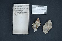 Naturalis Biodiversity Center - RMNH.MOL.130308 - Ceratostoma fournieri (Crosse, 1861) - Muricidae - Mollusc shell.jpeg