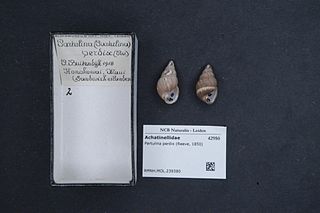 <i>Partulina perdix</i> Species of gastropod