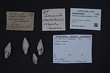 Naturalis Biodiversity Center - ZMA.MOLL.94435.1 - Vexillum coronatum (Helbing, 1779) - Costellariidae - Mollusc shell.jpeg