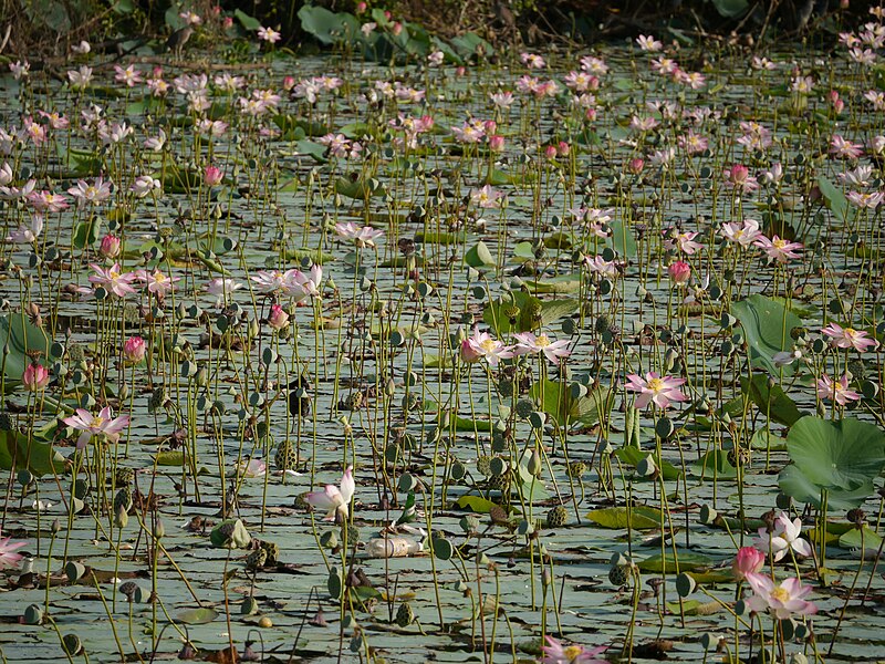 File:Nelumbo nucifera Gaertn. (47502598342).jpg