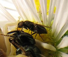 Neophyllomyza sp. on bee killed by ambush bug Neophyllomyza on bee 4.jpg