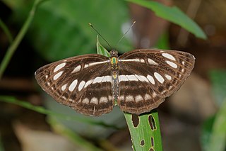 <i>Neptis hylas</i> Species of butterfly