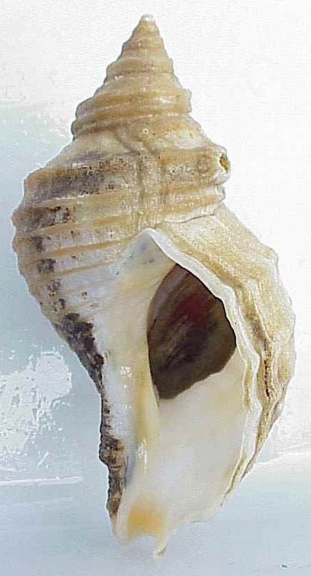 Neptunea lyrata