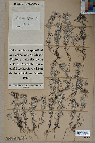 File:Neuchâtel Herbarium - Gnaphalium uliginosum - NEU000014518.jpg