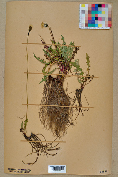 File:Neuchâtel Herbarium - Leontodon hispidus - NEU000017616.jpg