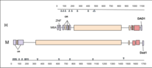 TCR loci from humans (H, top) and mice (M, bottom) are compared, with TCR elements in red, non-TCR genes in purple, and V segments in orange, other TCR elements in red. M6A, a putative methyltransferase; ZNF, a zinc-finger protein; OR, olfactory receptor genes; DAD1, defender against cell death; The sites of species-specific, processed pseudogenes are shown by gray triangles. See also GenBank accession numbers AE000658-62. Modified after Glusman et al. 2001. New Mouse and Human Comparison (2).png