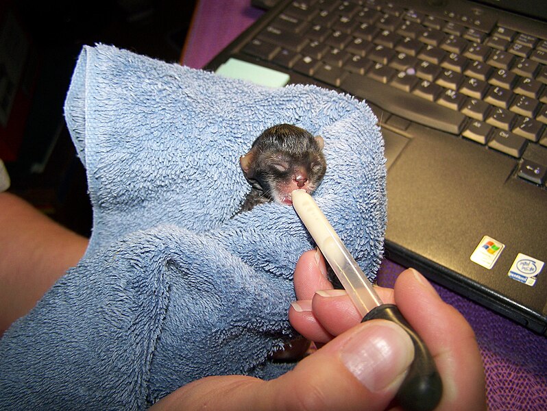 File:Newborn Kitten suckling Milk from a Dropper.jpg