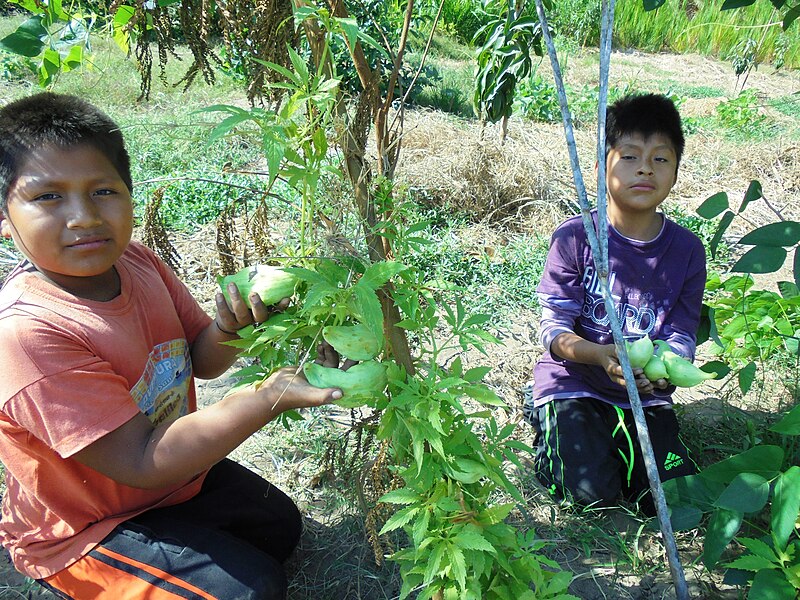 File:Nivín. Alumnos con plantas de caigua en el huerto escolar.jpg