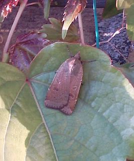 Lesser yellow underwing Species of moth