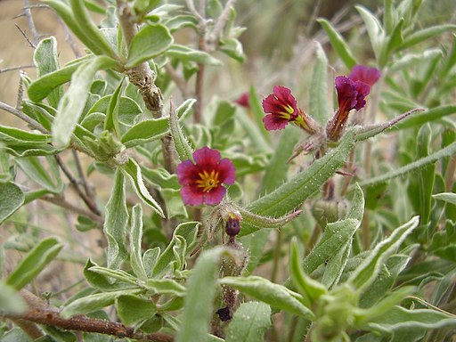 Nonea caspica