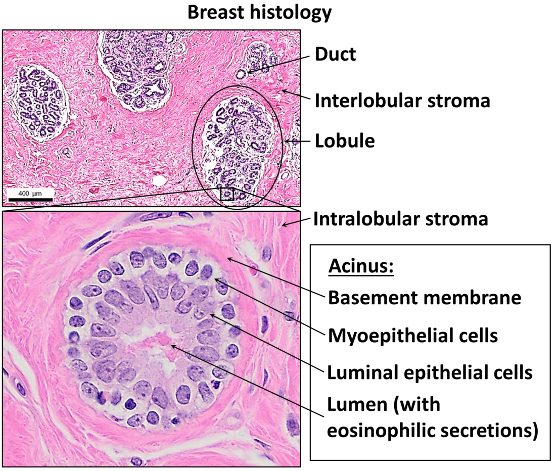 Myoepithelial cell