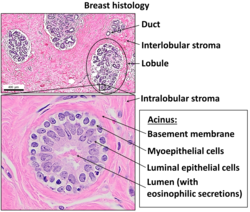 Normal breast histology.png