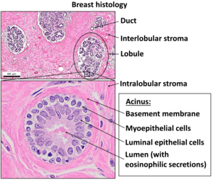 Epithelium