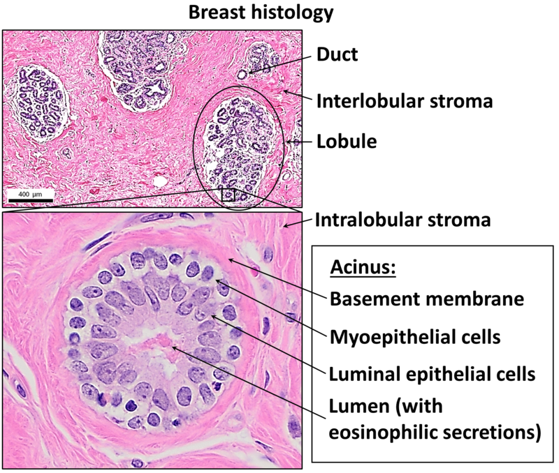 mammary gland histology