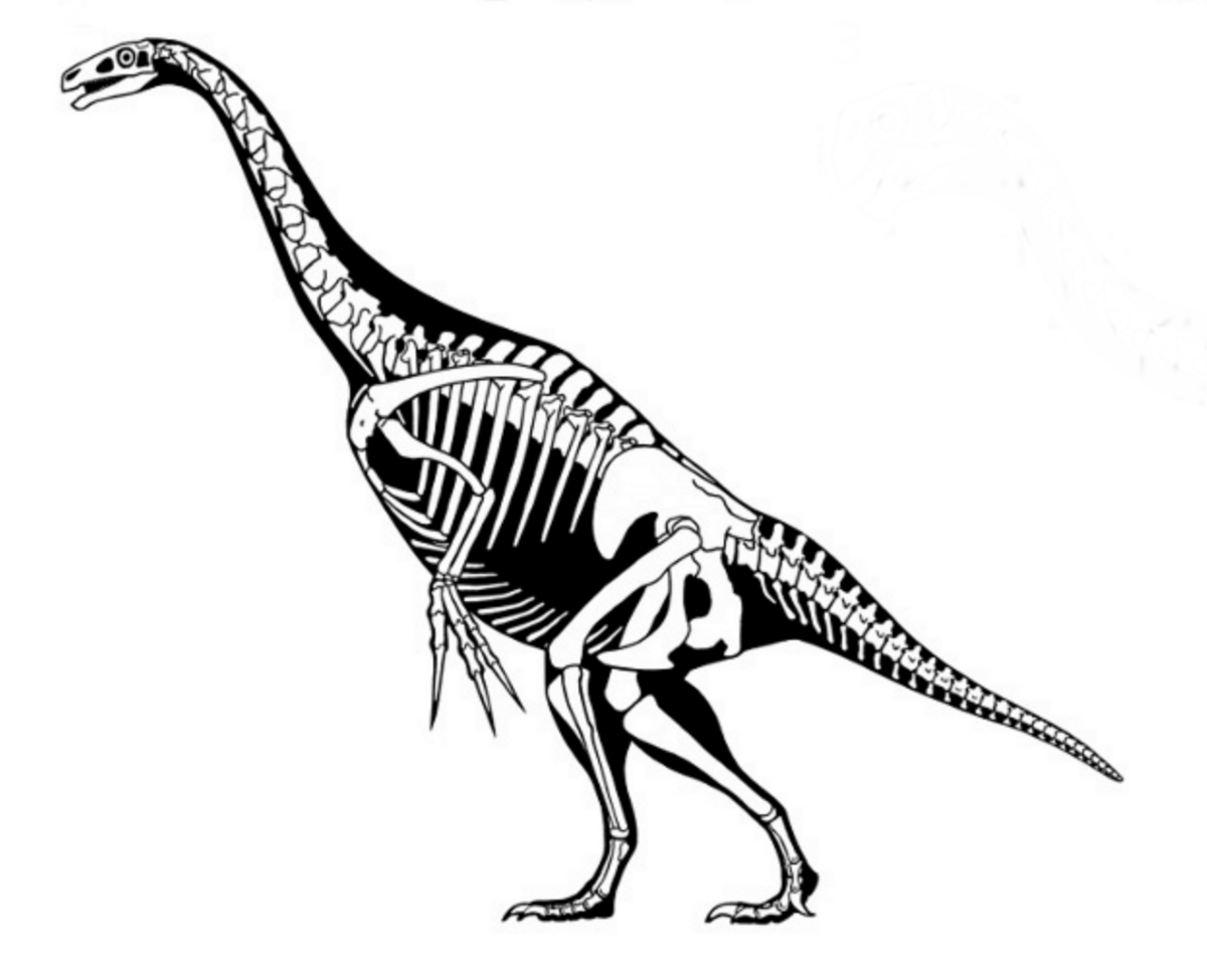 Deinocheirus - Therizinosaur or hadrosaur mimic?Dr. Scott Hartman's  Skeletal Drawing.com