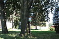 Informační cedulka u památného stromu buku lesního severně od kostela svaté Kateřiny v Novém Městě pod Smrkem.