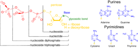 ביולוגיה מולקולרית: היסטוריה, מבנה ה-DNA, אריזת הגנום