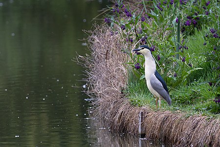 Nycticorax nycticorax - Héron bihoreau