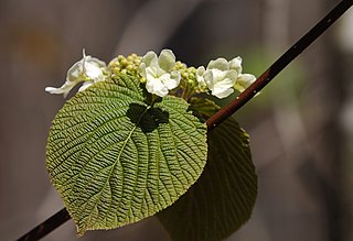 <i>Viburnum lantanoides</i> Species of flowering plant