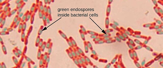 clostridium difficile spore stain