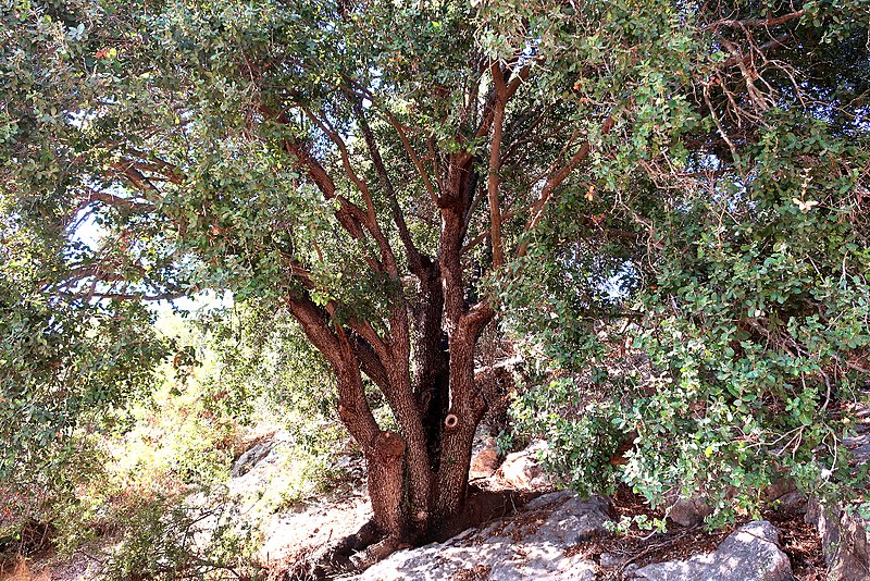 File:Oak - Quercus calliprinos.jpg