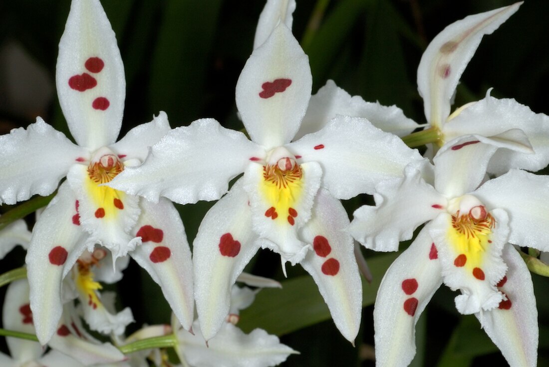 Oncidium