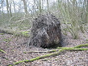 Omgevallen boom in het Hulkesteinse Bos