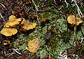 Hellgelber Flechtennabeling Lichenomphalia hudsonia