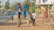 Saya donkey cart dengan friends.jpg