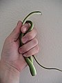 Rough Green Snake, Opheodrys aestivus