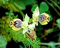 Ophrys sicula zingaro 149.jpg