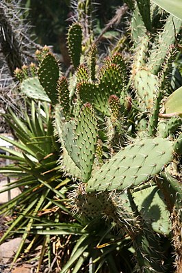 Opuntia orbiculata IMG 1801.jpg