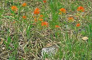 Castilleja coccinea, or scarlet Indian paintbrush