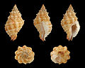 * Nomination Shell of a rock snail, Orania pacifica --Llez 04:51, 9 October 2014 (UTC) * Promotion Good quality.--Famberhorst 05:00, 9 October 2014 (UTC)