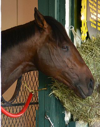 <span class="mw-page-title-main">Orb (horse)</span> American-bred Thoroughbred racehorse