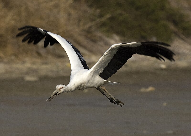 File:Oriental Stork 3 marugame kagawa.jpg