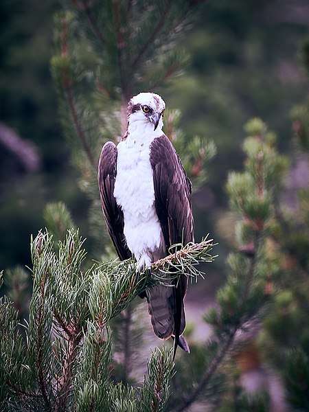 File:Osprey - Flickr - szeke.jpg