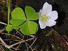 Oxalis acetosella (1).JPG