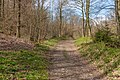 English: Forest hiking trail Deutsch: Waldwanderweg