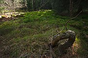 Čeština: Přírodní rezervace Ploník, okres Blansko