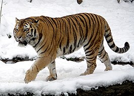 Siberische tijger